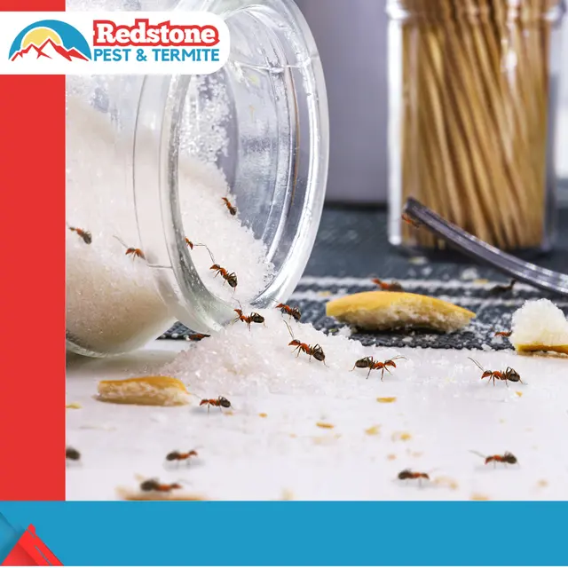 Redstone Pest & Termite Control — photo from the business 6