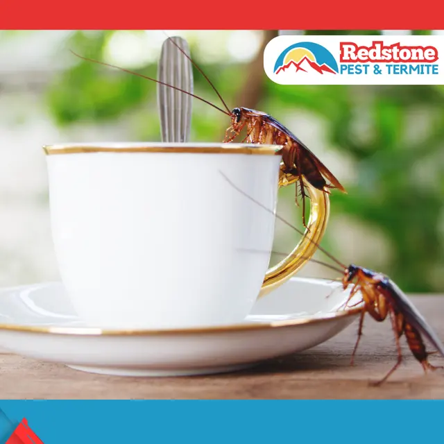 Redstone Pest & Termite Control — photo from the business 4
