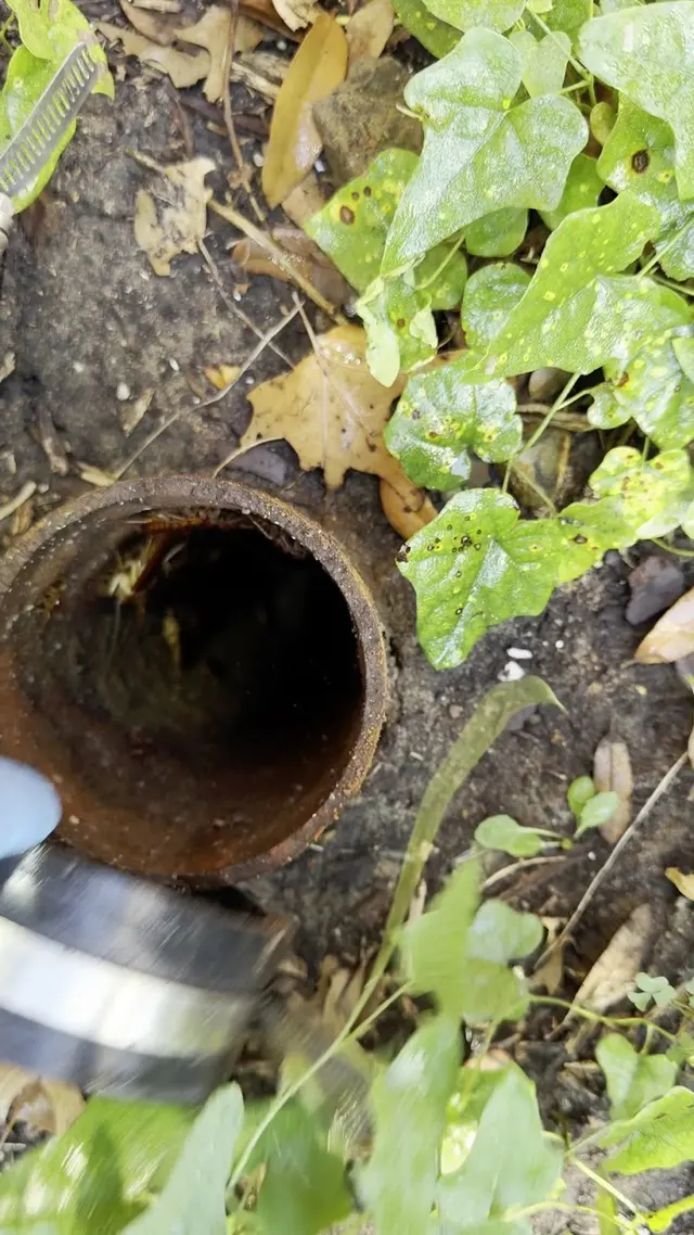 Customer photo of work by WeServe Pest Solutions, from Christina Marie- guden hye's review
