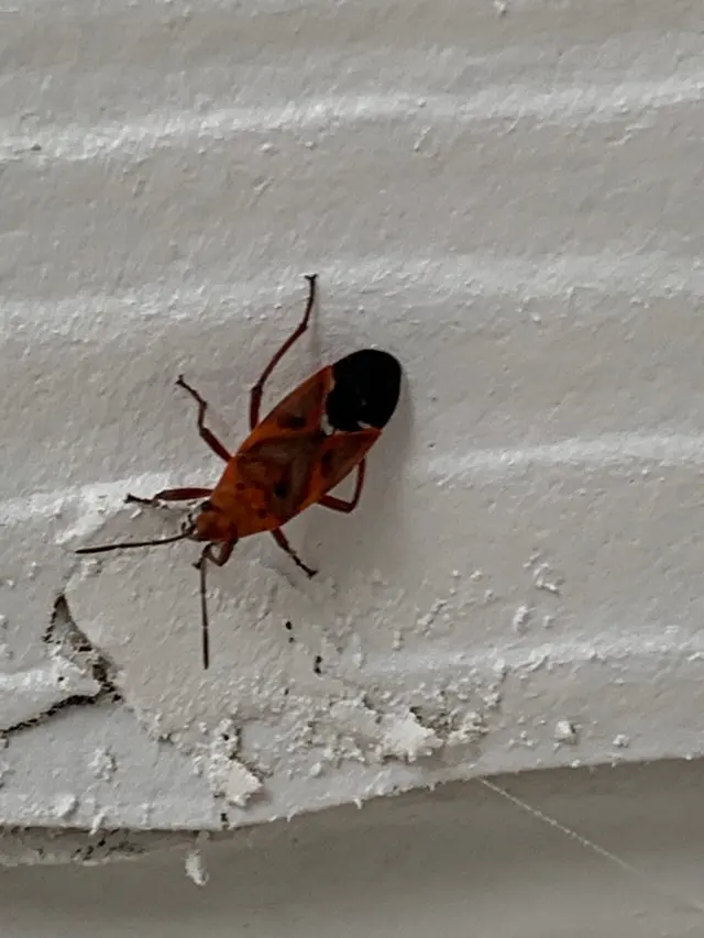 All-Safe Pest & Termite — photo from the business 9
