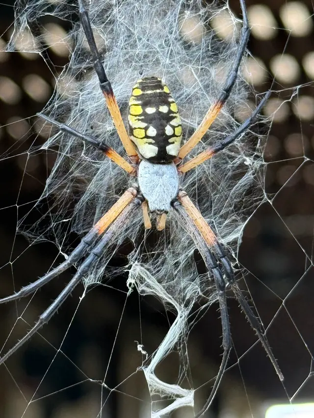 All-Safe Pest & Termite — photo from the business 11