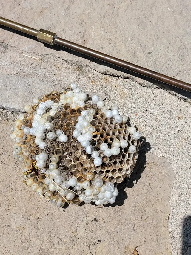 TOPFLIGHT Pest Control — photo from the business 7