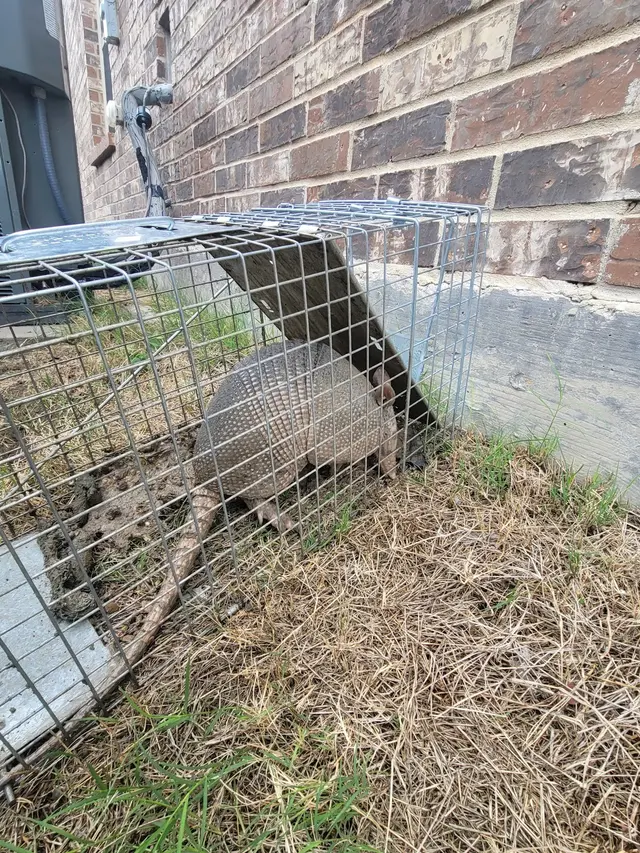 TOPFLIGHT Pest Control — photo from the business 9