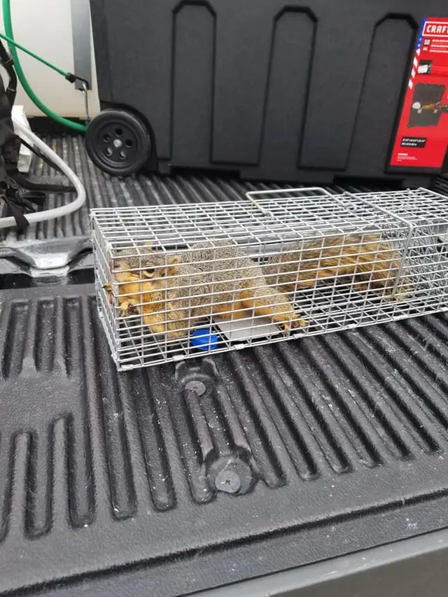 TOPFLIGHT Pest Control — photo from the business 4