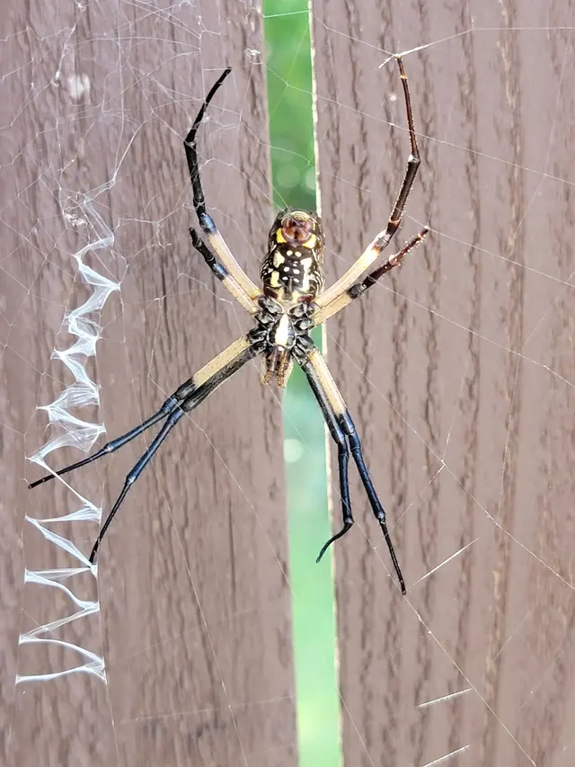 TOPFLIGHT Pest Control — photo from the business 8