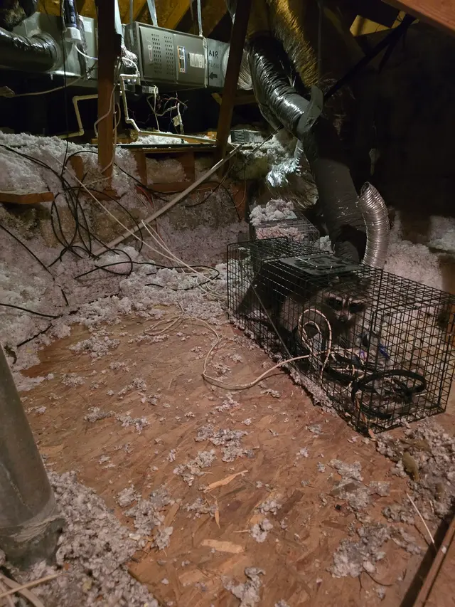 TOPFLIGHT Pest Control — photo from the business 6