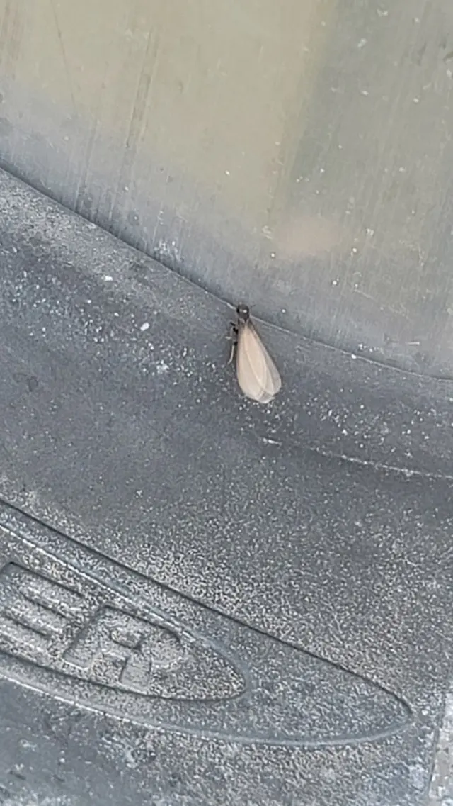 TOPFLIGHT Pest Control — photo from the business 12