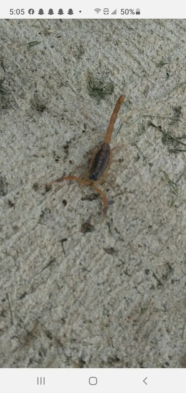 TOPFLIGHT Pest Control — photo from the business 11