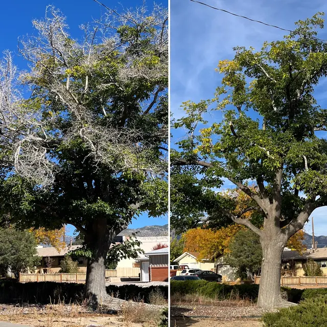 Robert's Tree Service LLC — customer photo 3