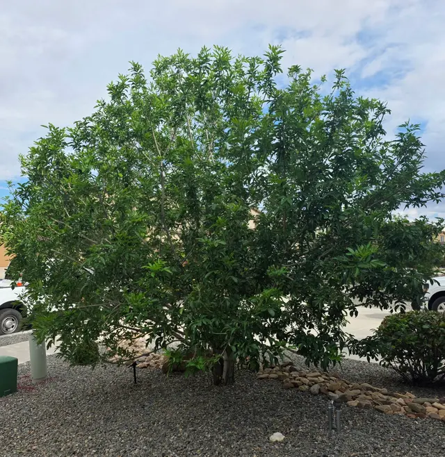 Robert's Tree Service LLC — customer photo 2