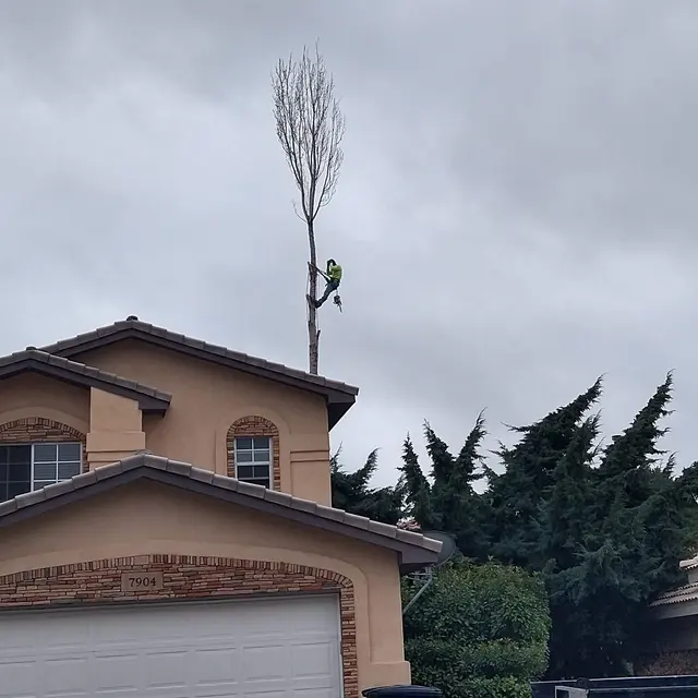 Robert's Tree Service LLC — photo from the business 8