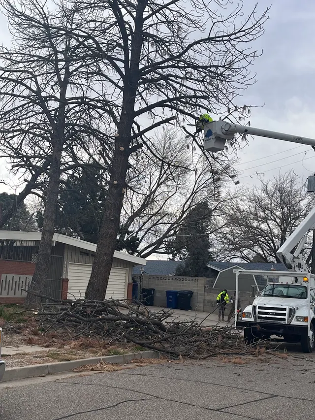 Robert's Tree Service LLC — photo from the business 12