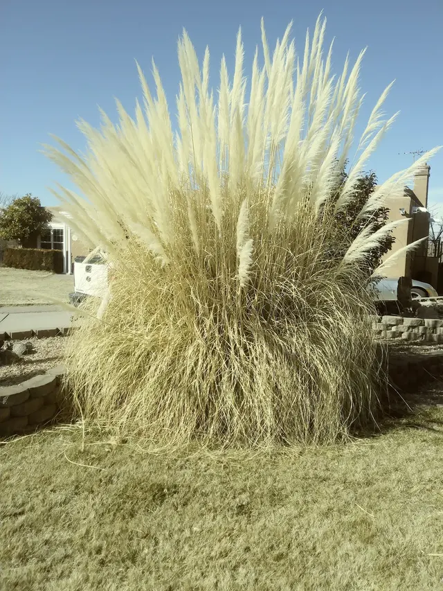 Davids Tree Removal and yard maintenance — photo from the business 4