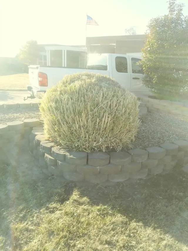 Davids Tree Removal and yard maintenance — photo from the business 3