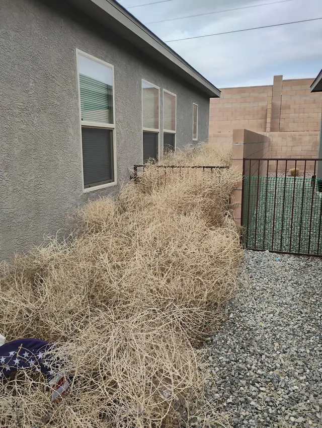 Davids Tree Removal and yard maintenance — customer photo 6
