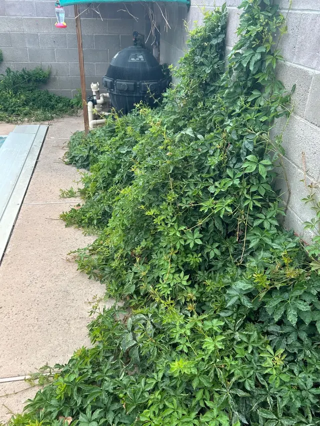 Davids Tree Removal and yard maintenance — customer photo 12