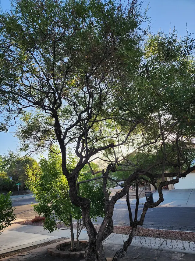 Customer photo of work by PlatinumGarden Landscaping, from Georgena Felicia's review
