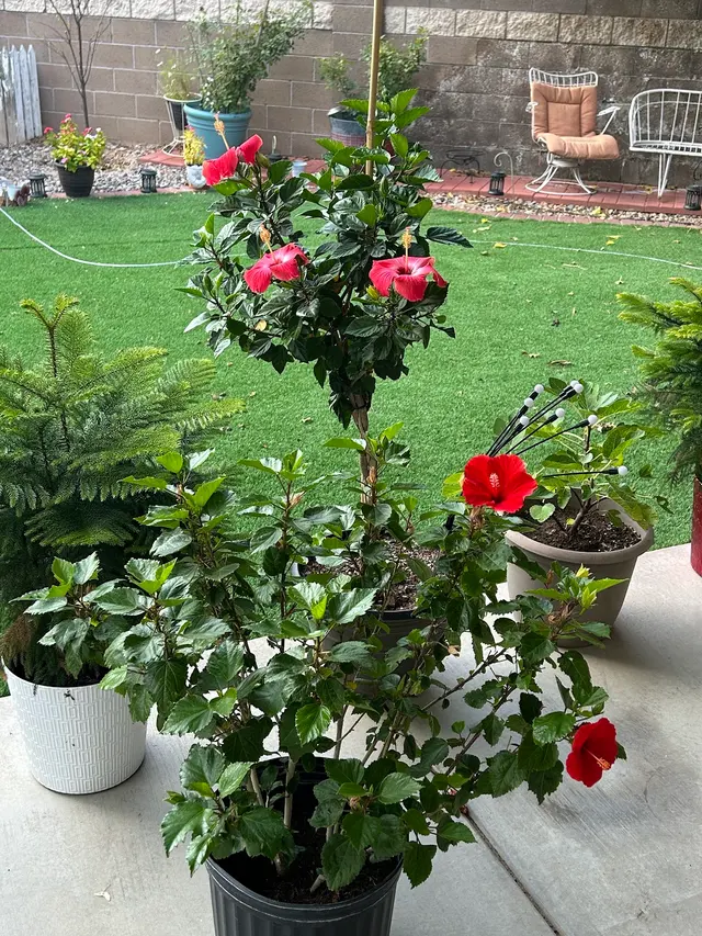 Customer photo from Sheryl's review