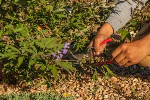 SMART Landscape — photo from the business 7