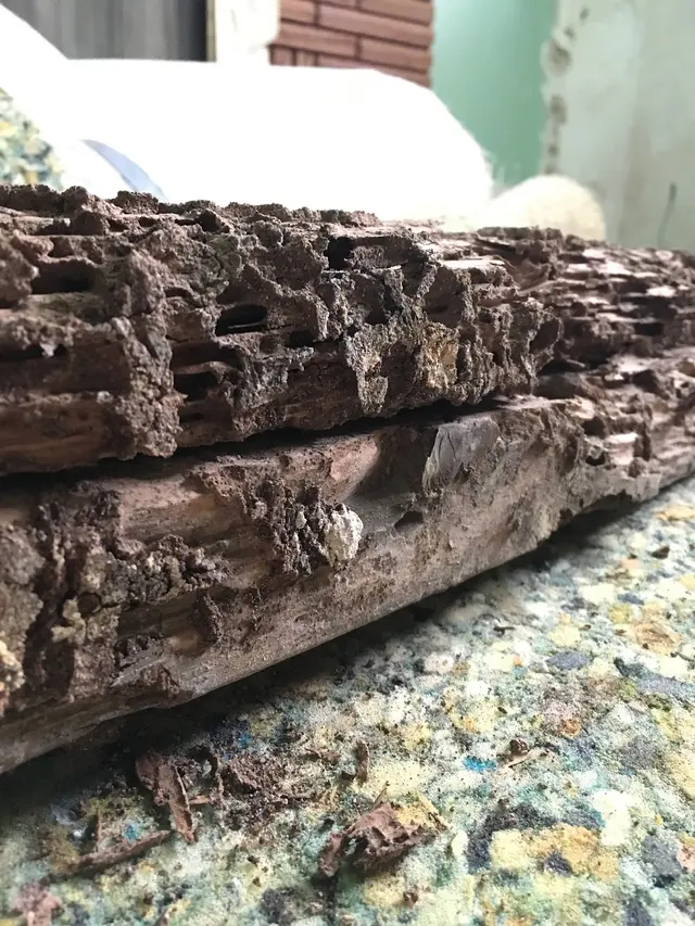 Bug Bully Pest Control — photo from the business 7