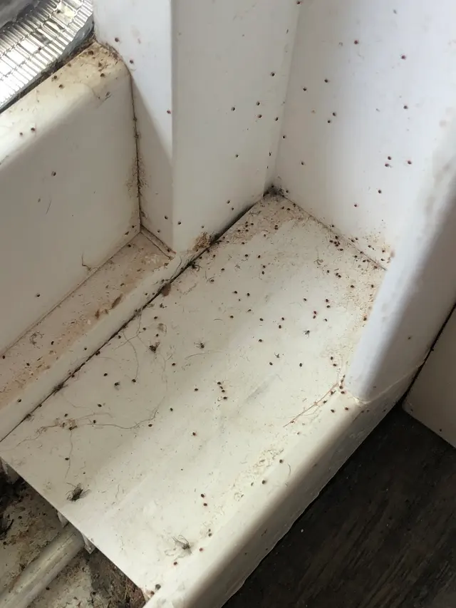 Bug Bully Pest Control — photo from the business 8