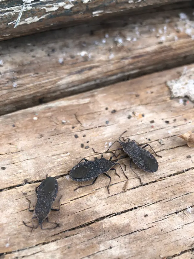 Bug Bully Pest Control — photo from the business 4