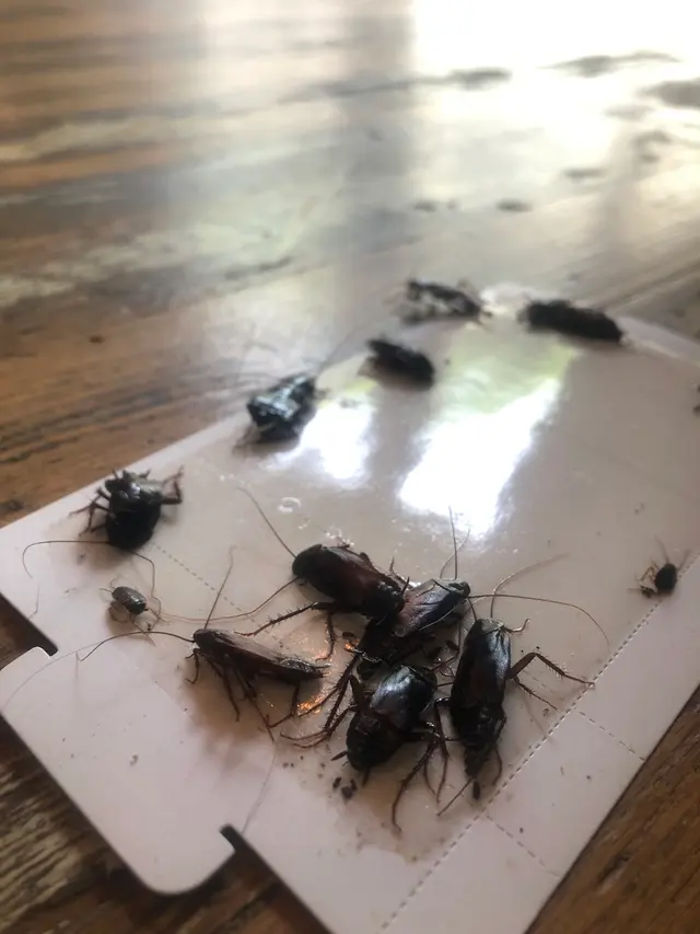 Bug Bully Pest Control — photo from the business 6