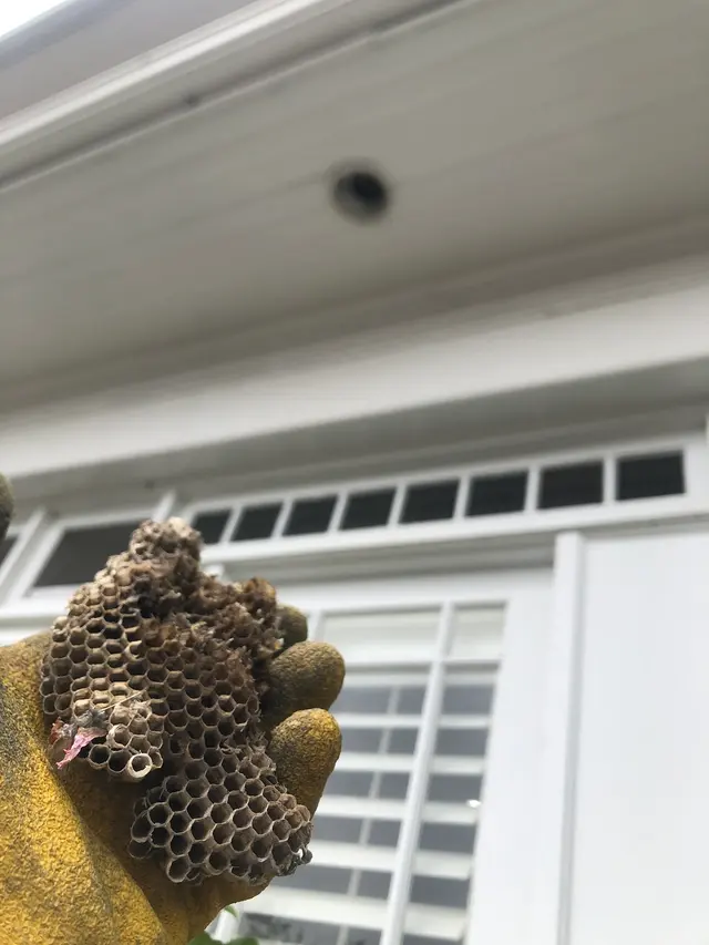 Bug Bully Pest Control — photo from the business 5