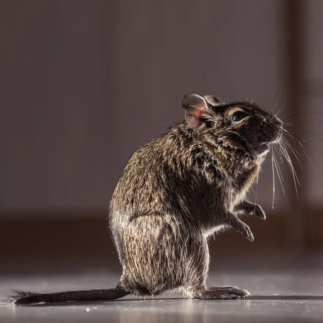 Eyring Pest — photo from the business 1