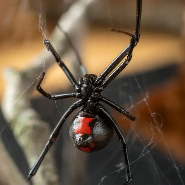 Eyring Pest — photo from the business 9