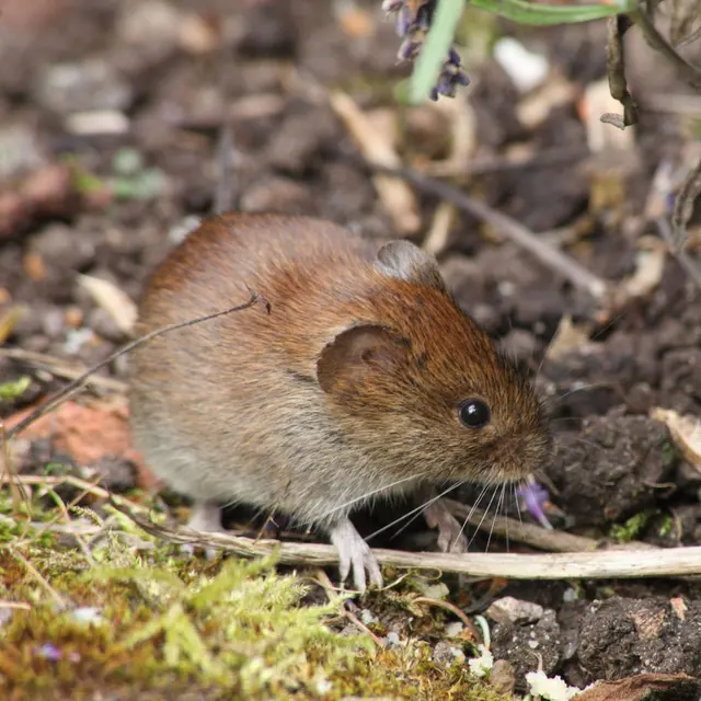 Eyring Pest — photo from the business 2