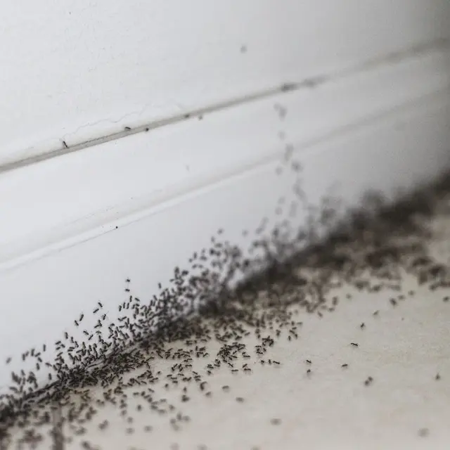 Eyring Pest — photo from the business 5