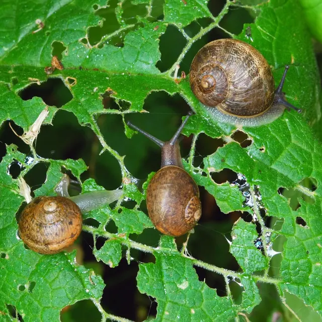 Eyring Pest — photo from the business 8