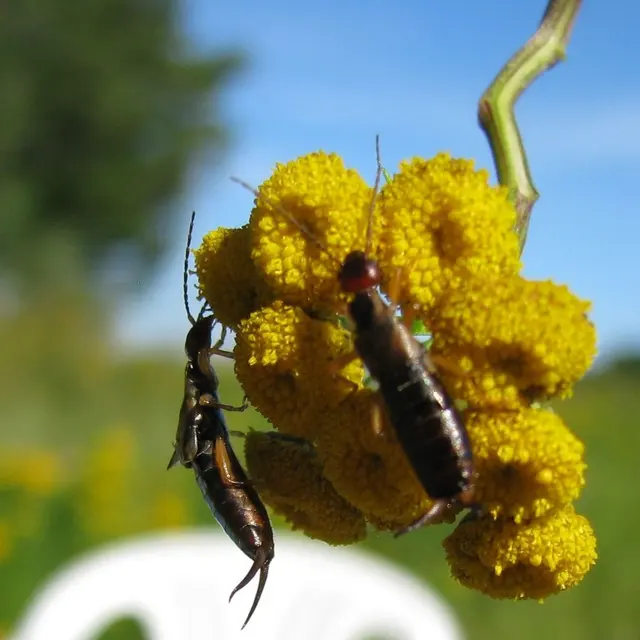 Eyring Pest — photo from the business 3