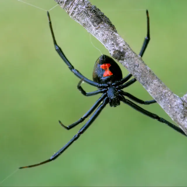 Eyring Pest — photo from the business 10