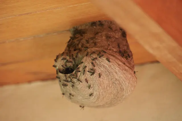 Eyring Pest — photo from the business 6