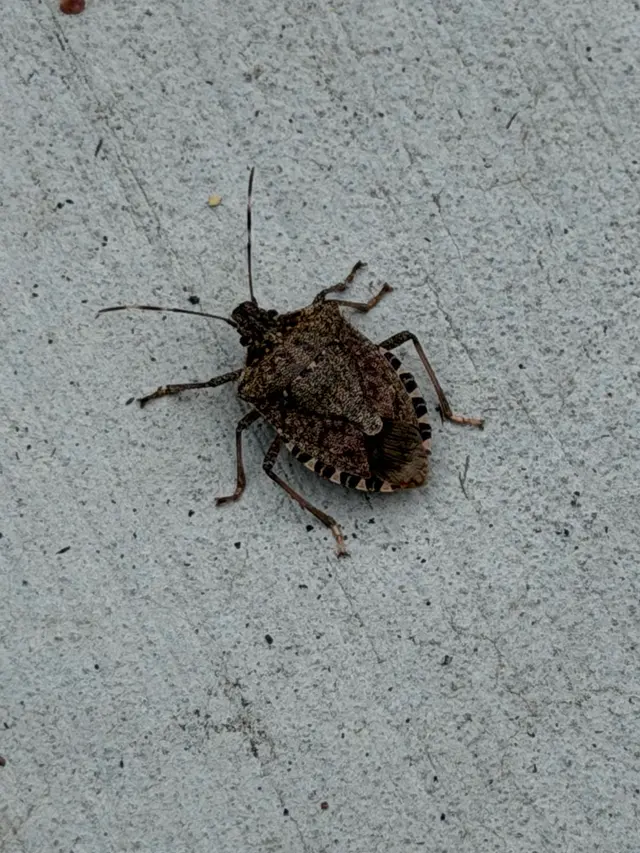 A-1 Exterminators — photo from the business 2