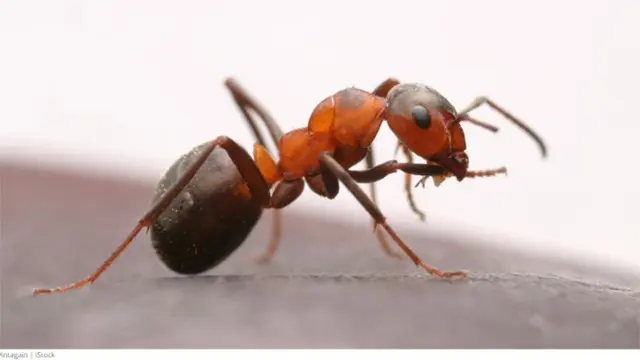 A-1 Exterminators — photo from the business 3