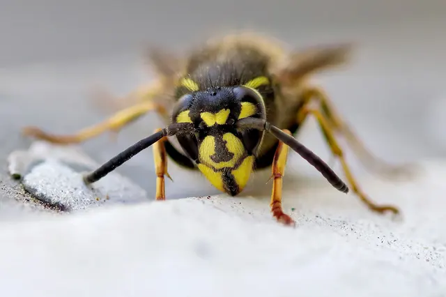 Hybrid Pest Control — photo from the business 3
