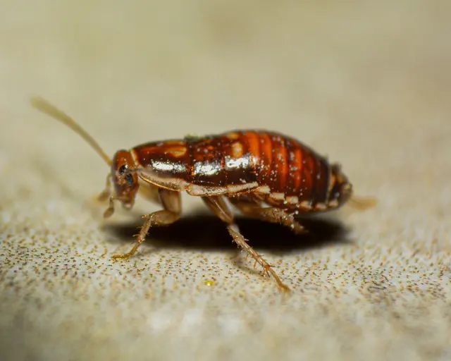 Hybrid Pest Control — photo from the business 8