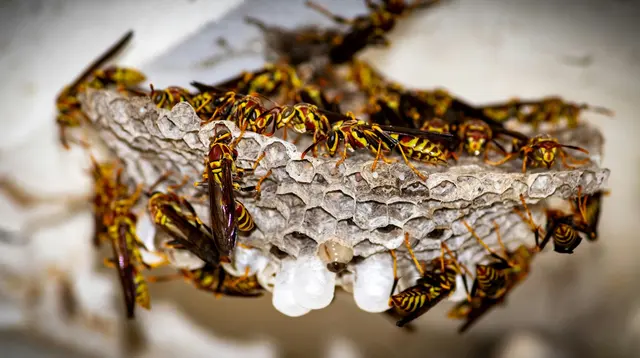 Hybrid Pest Control — photo from the business 7