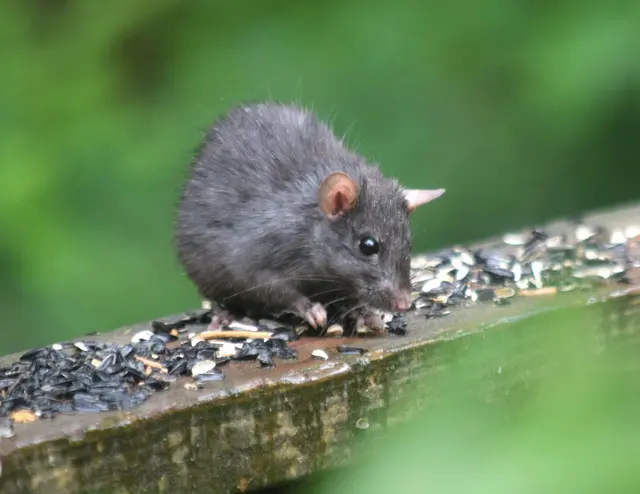 Hybrid Pest Control — photo from the business 4