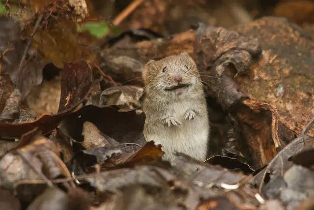 Hybrid Pest Control — photo from the business 11