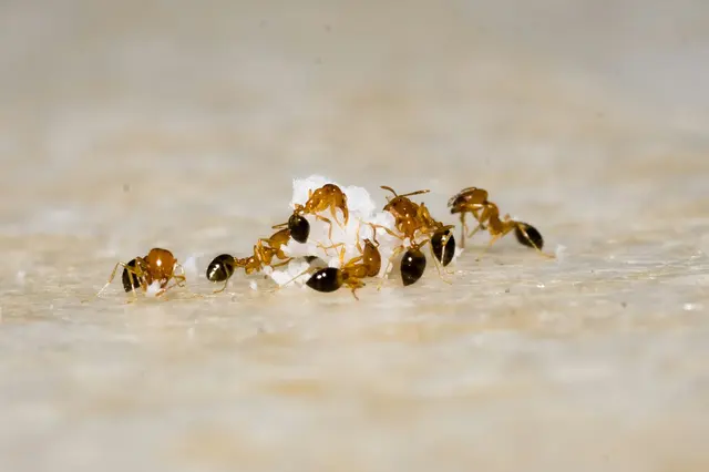 Hybrid Pest Control — photo from the business 2