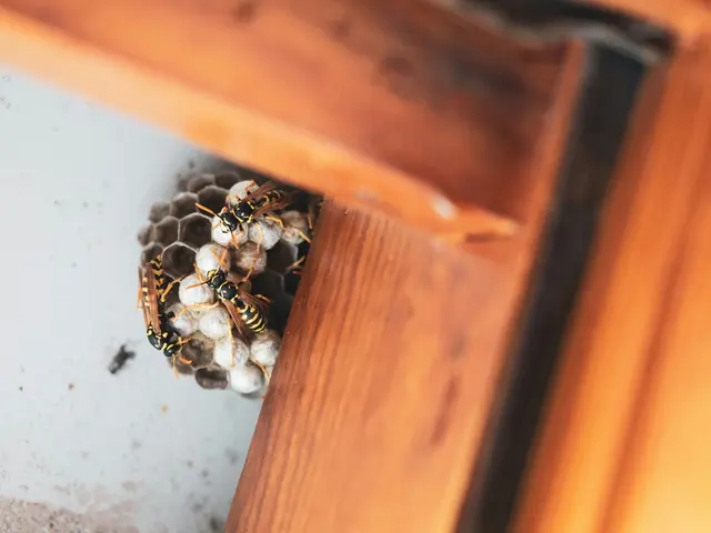 Hybrid Pest Control — photo from the business 6