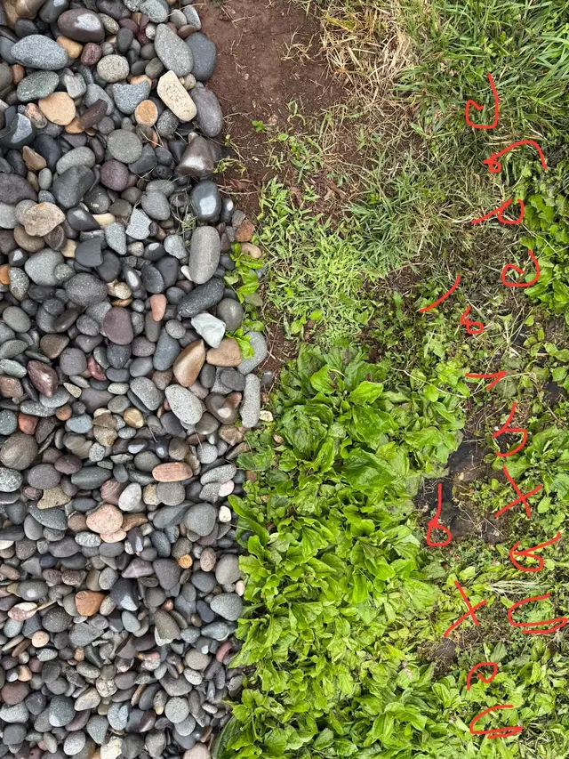 Customer photo of work by Oasis Lawncare, LLC, from Pam LeCompte's review