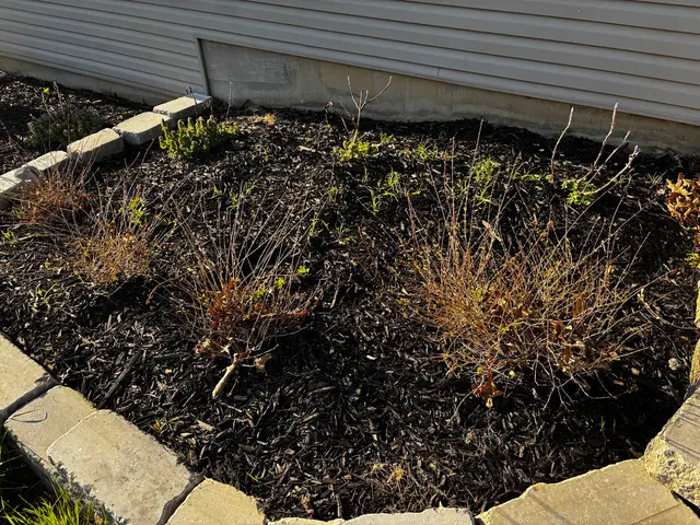 Customer photo of work by Oasis Lawncare, LLC, from ken clark's review