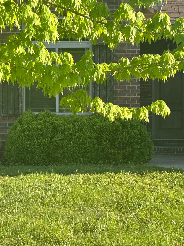 Customer photo of work by Lampson Lawn Service LLC, from D Cornell's review