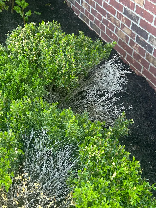 Lampson Lawn Service LLC — customer photo 12