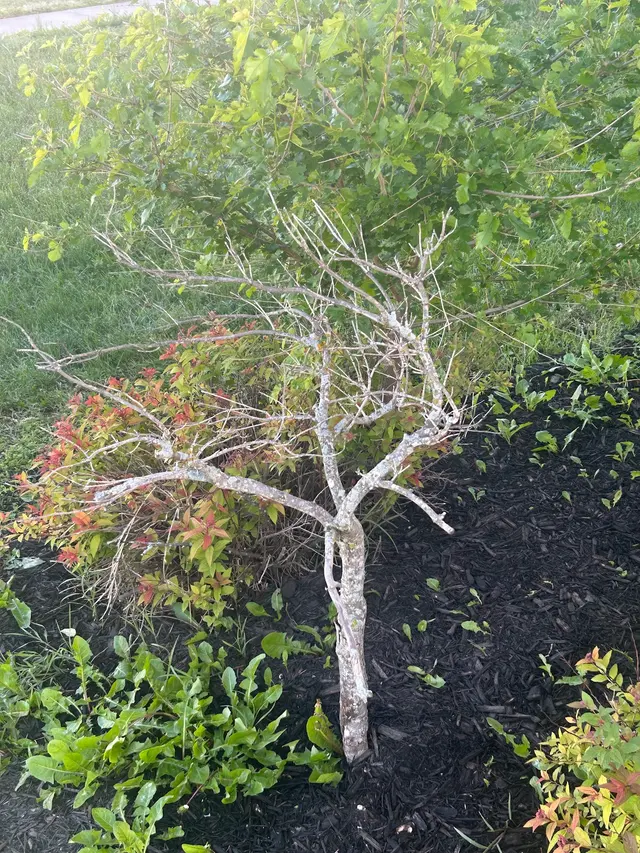 Customer photo of work by Lampson Lawn Service LLC, from D Cornell's review